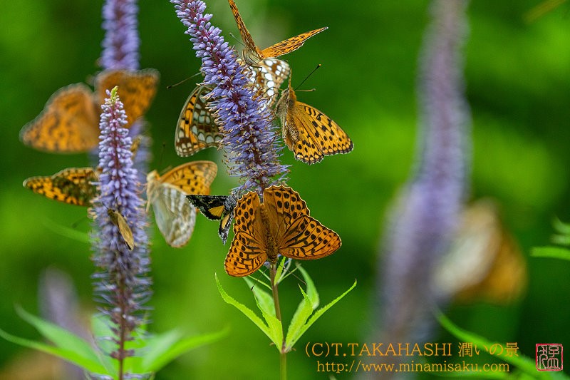 ../Images/7R240720 (461).jpg